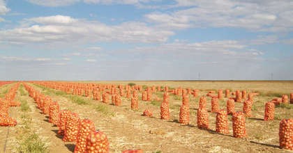 Уборка лука – фото agroinfo.com