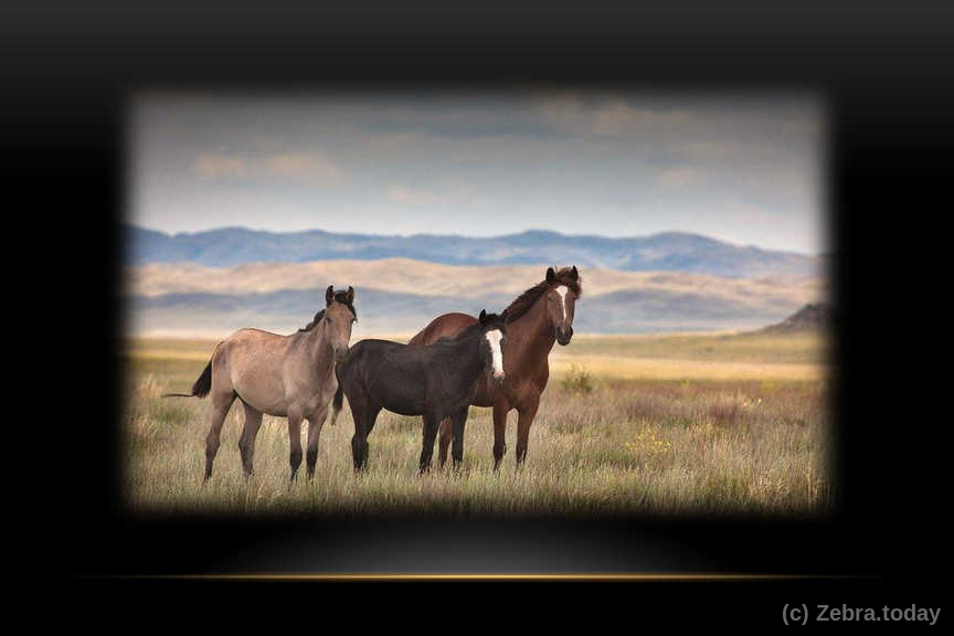 horseman 5